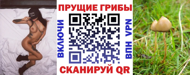Псилоцибиновые грибы Psilocybine cubensis  Купить где  Новоаннинский 